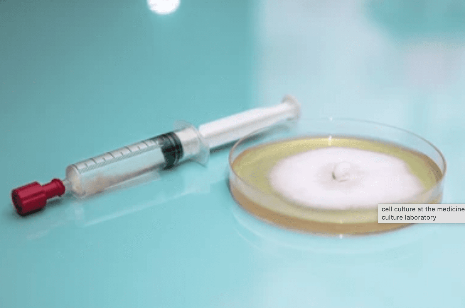 Liquid culture used to inoculate agar plate