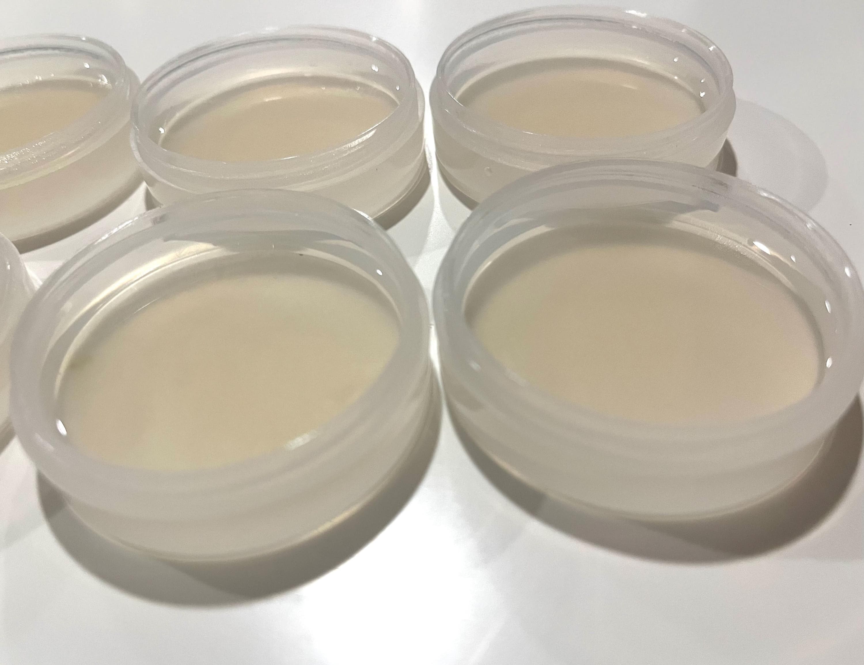Pre-Poured Agar Cups for Mycology | Screw Top | Sterile MEA | Budget Friendly | Beginner Friendly | UK