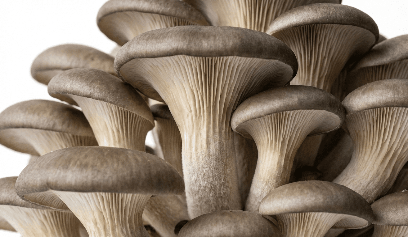 Phoenix Oyster Liquid Culture